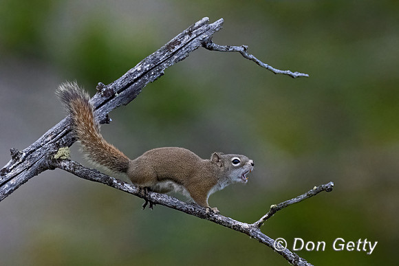 American Red Squirrel