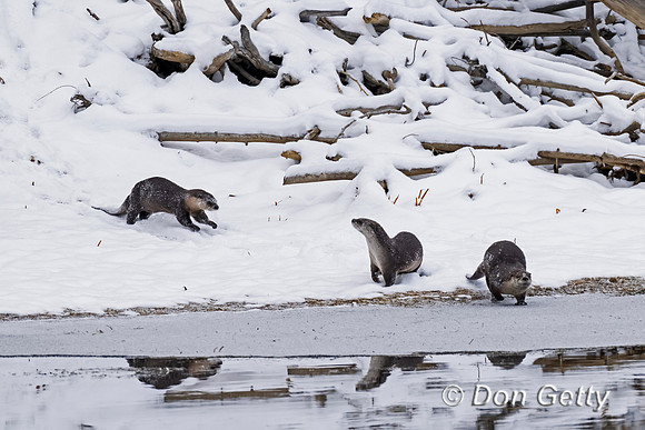 River Otter