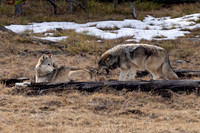 Wolf