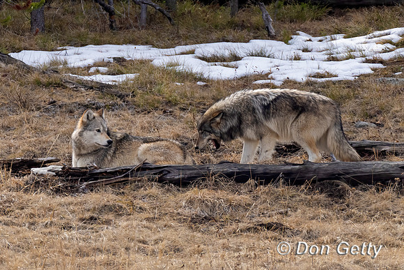 Wolf