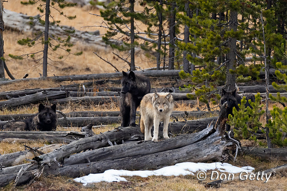 Wolf
