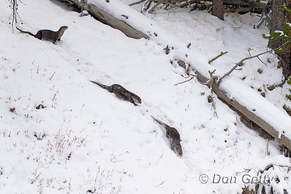 River Otter