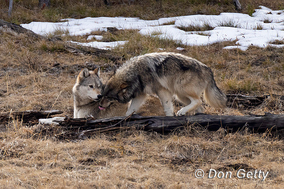 Wolf