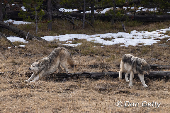 Wolf