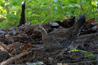 Grouse_Dusky_DSC08294