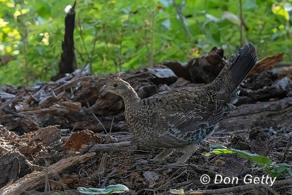 Grouse_Dusky_DSC08294