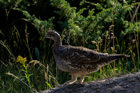 Grouse_Dusky_DSC08439