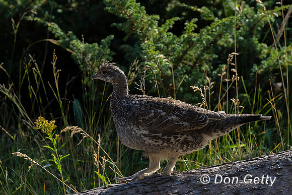 Grouse_Dusky_DSC08439