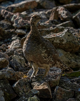 Grouse_Dusky_DSC08453