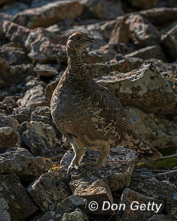 Grouse_Dusky_DSC08453