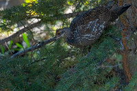 Grouse_Dusky_DSC08590