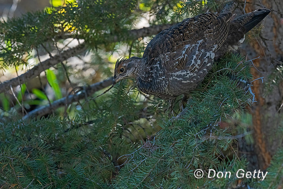 Grouse_Dusky_DSC08590
