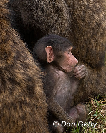 Olive Baboon