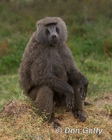 Olive Baboon