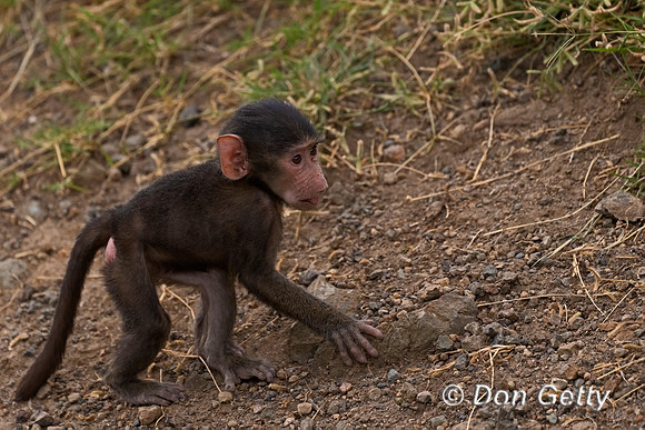 Olive Baboon