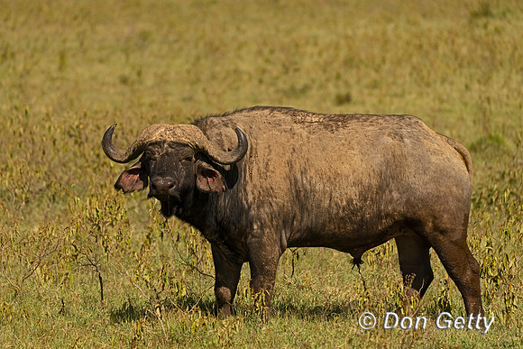 African Buffalo