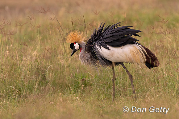 Grey Crowned Crane