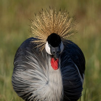 Grey Crowned Crane