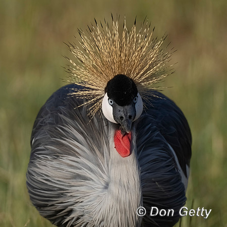 Grey Crowned Crane