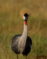 Grey Crowned Crane