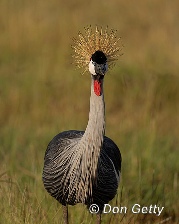Grey Crowned Crane