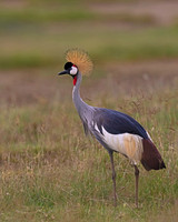 Grey Crowned Crane