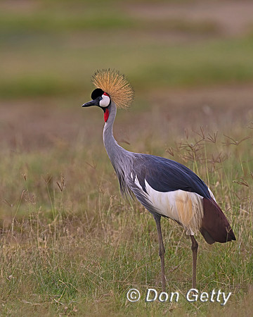 Grey Crowned Crane