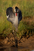 Grey Crowned Crane