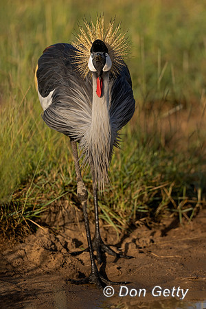 Grey Crowned Crane