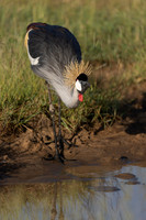Grey Crowned Crane