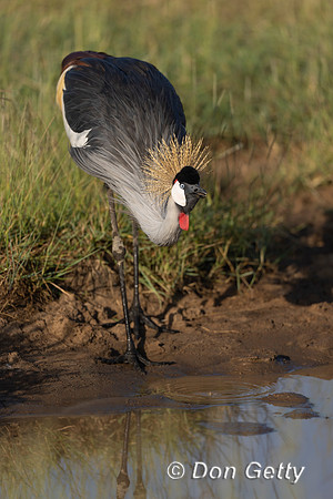 Grey Crowned Crane