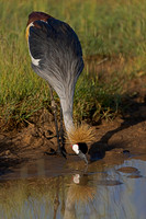 Grey Crowned Crane