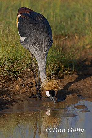 Grey Crowned Crane