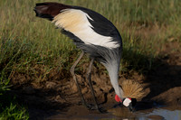 Grey Crowned Crane