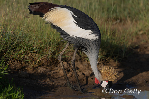 Grey Crowned Crane