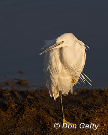Little Egret