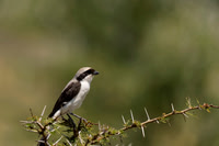 Grey-backed Fiscal