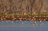 Lesser Flamingo
