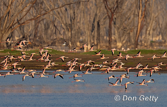Lesser Flamingo