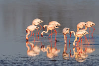 Lesser Flamingo