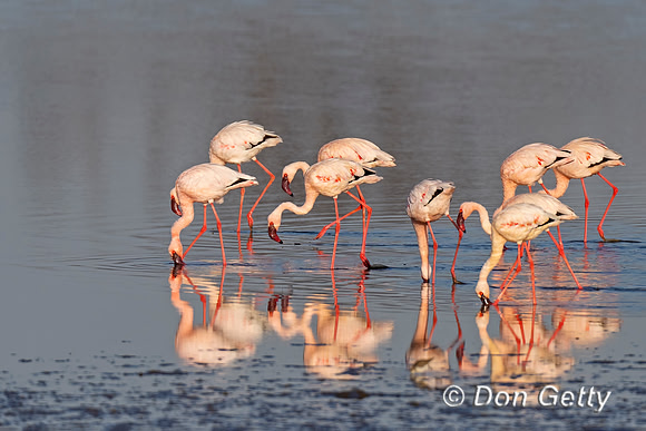 Lesser Flamingo