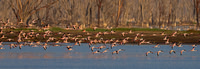 Lesser Flamingo