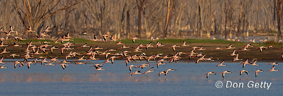 Lesser Flamingo