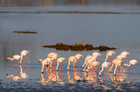 Lesser Flamingo