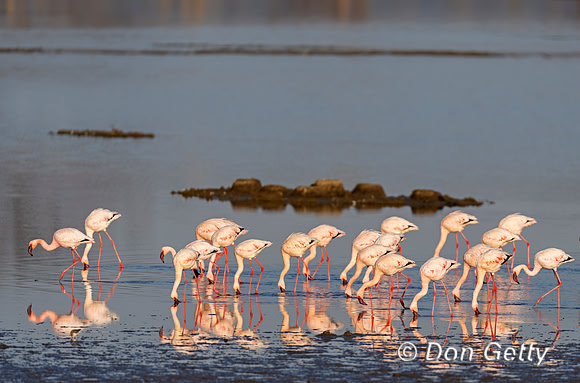 Lesser Flamingo