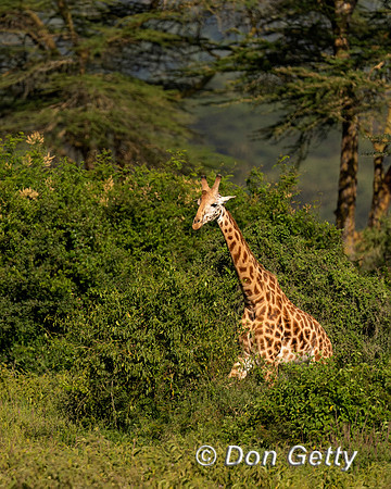Rothschild's Giraffe