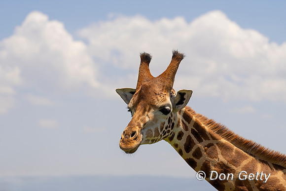Rothschild's Giraffe
