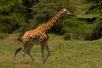 Giraffe, Rothschild