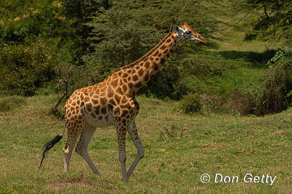 Rothschild's Giraffe