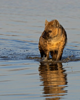 Spotted Hyena